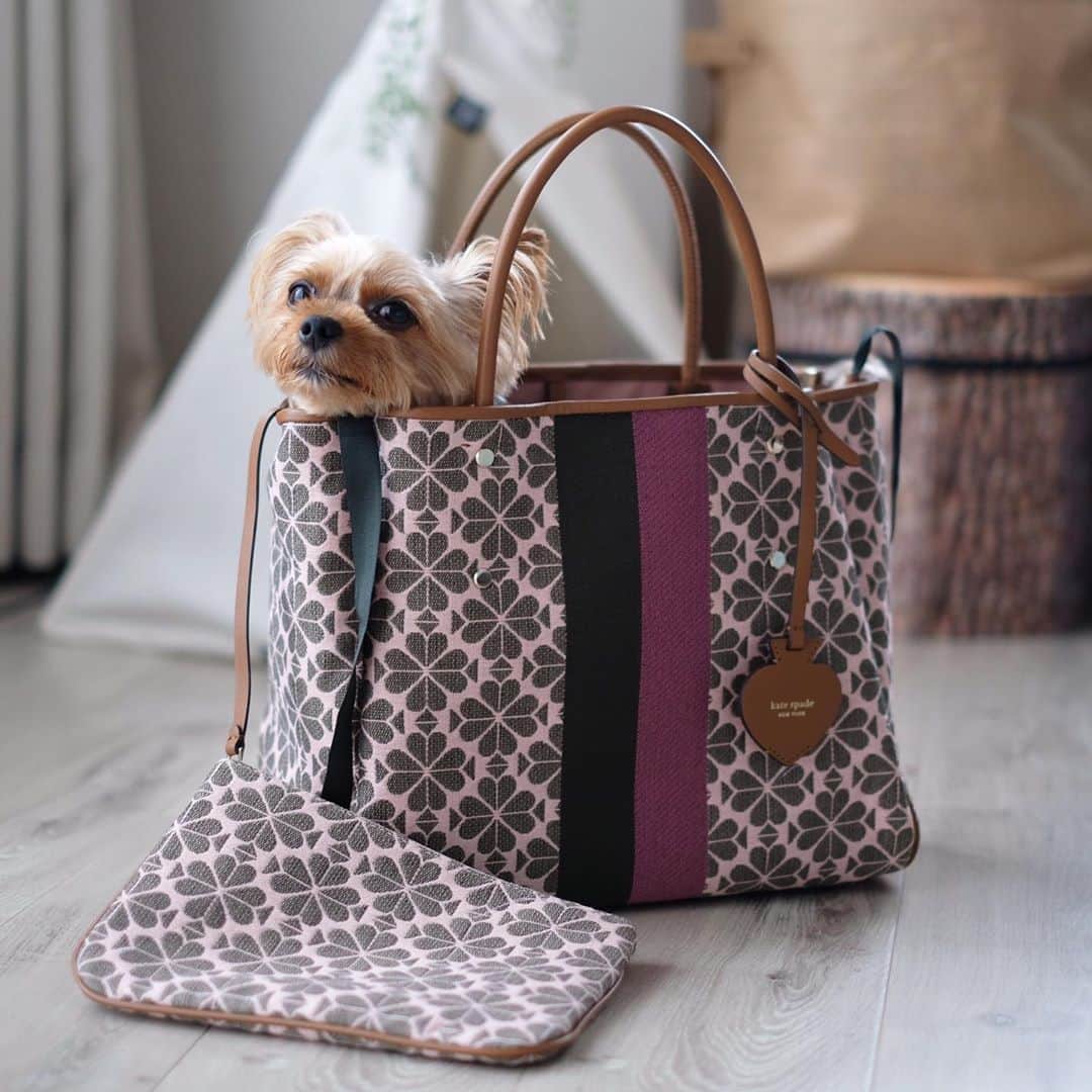 のインスタグラム：「My new bag 🐶  犬用のキャリーではありません😅 最近お気に入りのバッグ。床に置いていたら、る〜たんが勝手に倒して中に入っていました。せっかくだからきちんと入れてあげたら自分のものと勘違いした模様。こうやってママのものは私のもの、と全てルビーに取られてしまうのです。  #yorkie #yorkshireterrier #ヨーキー #ヨークシャテリア #katespade #katespadeny #loveinspades #ケイトスペード #ラブインスペード #ケイトスペードニューヨーク #nicolaglass #ニコラグラス　 @katespadejapan @katespadeny」