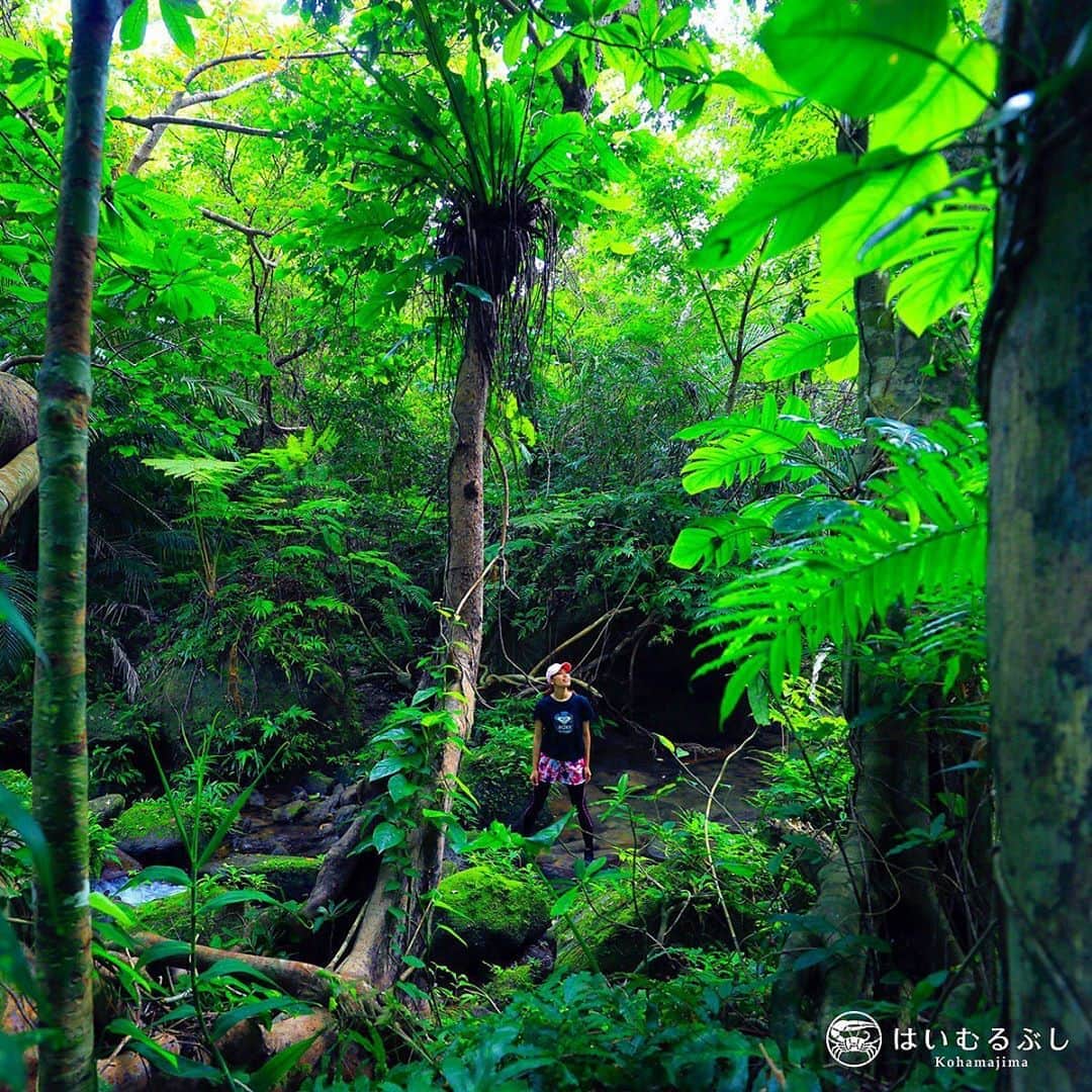 HAIMURUBUSHI はいむるぶしさんのインスタグラム写真 - (HAIMURUBUSHI はいむるぶしInstagram)「小浜島・はいむるぶしから癒しの風景をお届けします。 国立公園内の亜熱帯の森に癒されるジャングルトレッキング。 自然からの恵みを感じながら、心地よい汗を流せます。 #沖縄 #八重山諸島 #西表島 #国立公園 #ジャングル #トレッキング #癒し #小浜島 #リゾート #ホテル #はいむるぶし」9月6日 23時25分 - haimurubushi_resorts