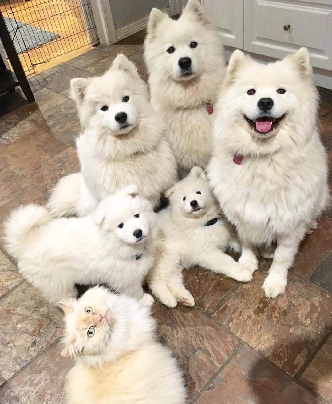 のインスタグラム：「Family photo 😍 By @miss_poppet_the_samoyed」