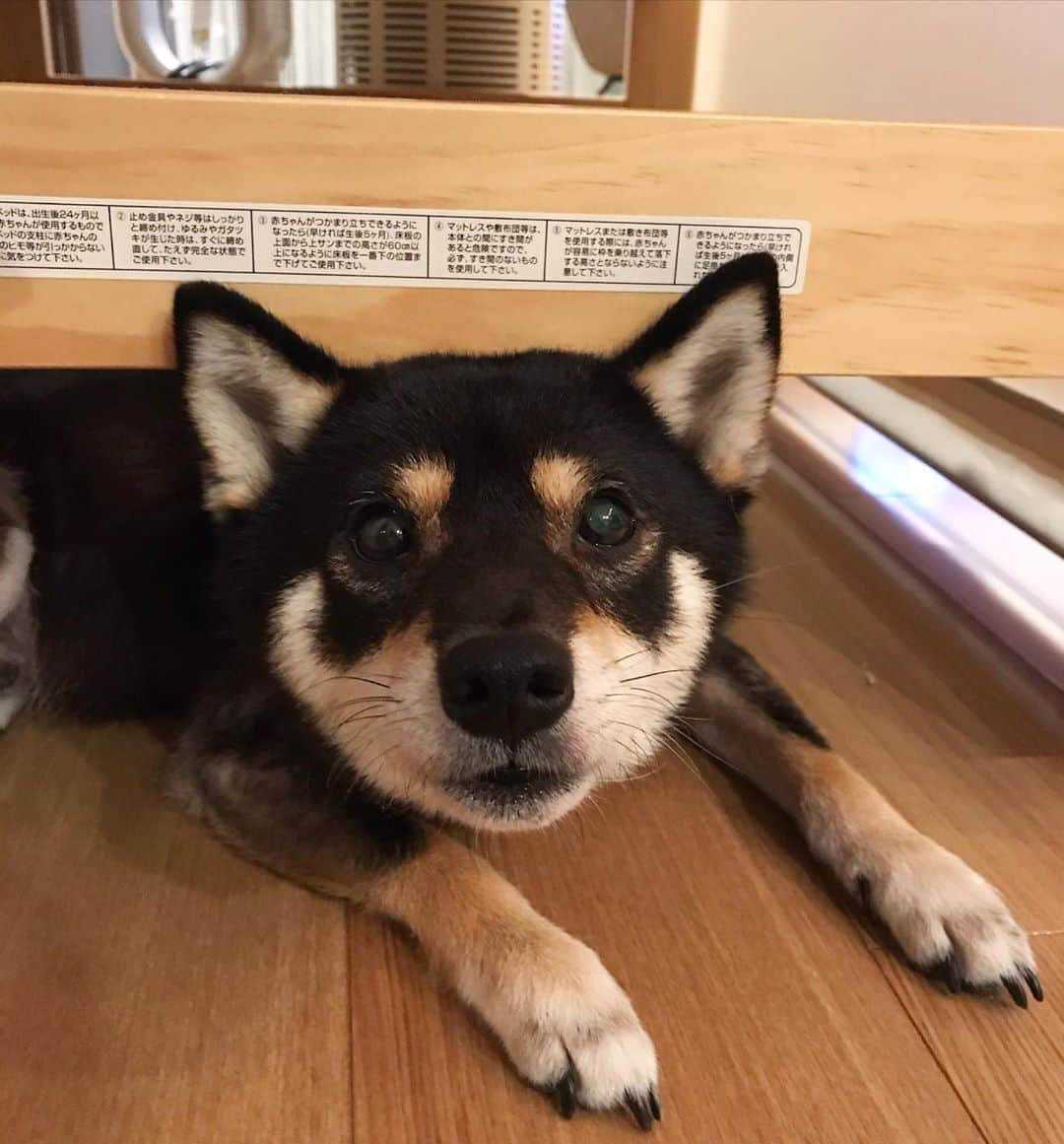 まめ丸のインスタグラム：「* * さいきんお気に入りのばしょ❣️ ここはどこかわかるかなー🐶❓ こたえは2枚目をみてね🐶💓 * #2段ベッド #まめ丸とちび丸 シリーズ * #柴犬#豆柴#柴#黒柴#犬#いぬのきもち#shiba#shibainu#shibastagram#shibadog#puppy#instadog#dogstagram#dog#instashiba#petstagram#pet#cutepetclub#강아지#멍스타그램#doglover#ilovemydog#weeklyfluff#ベビーベッドの下のまめ丸」