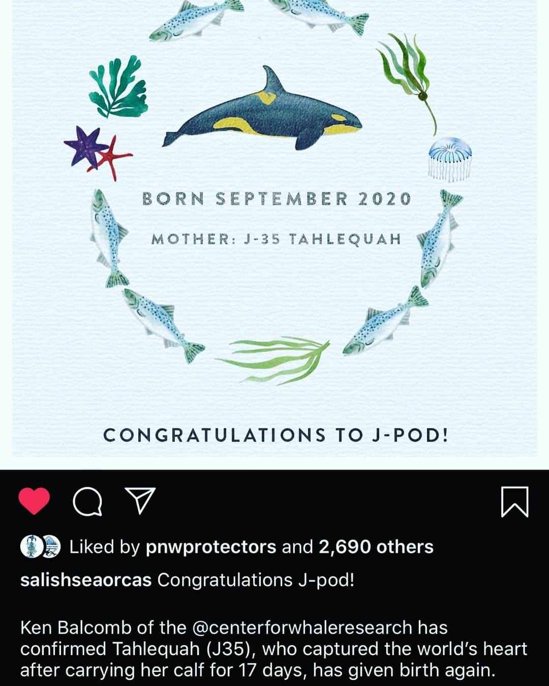 ホリー・マリー・コームズのインスタグラム：「If you pray ... pray for this new baby. And this mother who carried her last baby deceased for 17 days. They are starving to death. @govinslee #breachthedams #breachthesnakeriverdams #freethesnake #nofishnoblackfish #blackfish #salishsea #washingtonstate #jointhepod #emptythetanks」