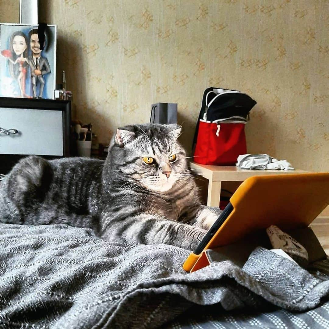 CatStockerさんのインスタグラム写真 - (CatStockerInstagram)「Hello! #catstocker is here!  Follow our FURRriend @e_lvi_s  Swipe for more pictures 👉  . . . . . #cat #neko #mačka #chat #kočka #котка #kot #кіт #mače #кошка #кот #katze #gato #gatto #kissa #kattunge #猫 #고양이 #貓 #kedi #köttur  #子猫 #חתול #кішка #gatinho #котенок #子猫 #gatito #kitten」9月7日 0時04分 - catstocker