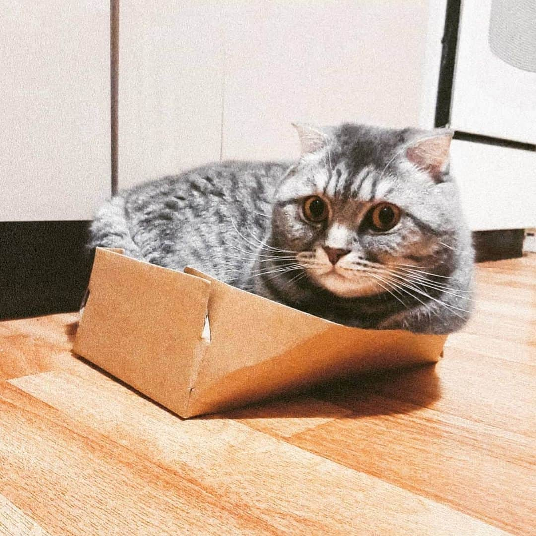 CatStockerさんのインスタグラム写真 - (CatStockerInstagram)「Hello! #catstocker is here!  Follow our FURRriend @e_lvi_s  Swipe for more pictures 👉  . . . . . #cat #neko #mačka #chat #kočka #котка #kot #кіт #mače #кошка #кот #katze #gato #gatto #kissa #kattunge #猫 #고양이 #貓 #kedi #köttur  #子猫 #חתול #кішка #gatinho #котенок #子猫 #gatito #kitten」9月7日 0時04分 - catstocker