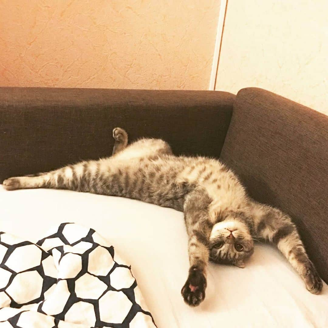 CatStockerさんのインスタグラム写真 - (CatStockerInstagram)「Hello! #catstocker is here!  Follow our FURRriend @e_lvi_s  Swipe for more pictures 👉  . . . . . #cat #neko #mačka #chat #kočka #котка #kot #кіт #mače #кошка #кот #katze #gato #gatto #kissa #kattunge #猫 #고양이 #貓 #kedi #köttur  #子猫 #חתול #кішка #gatinho #котенок #子猫 #gatito #kitten」9月7日 0時04分 - catstocker