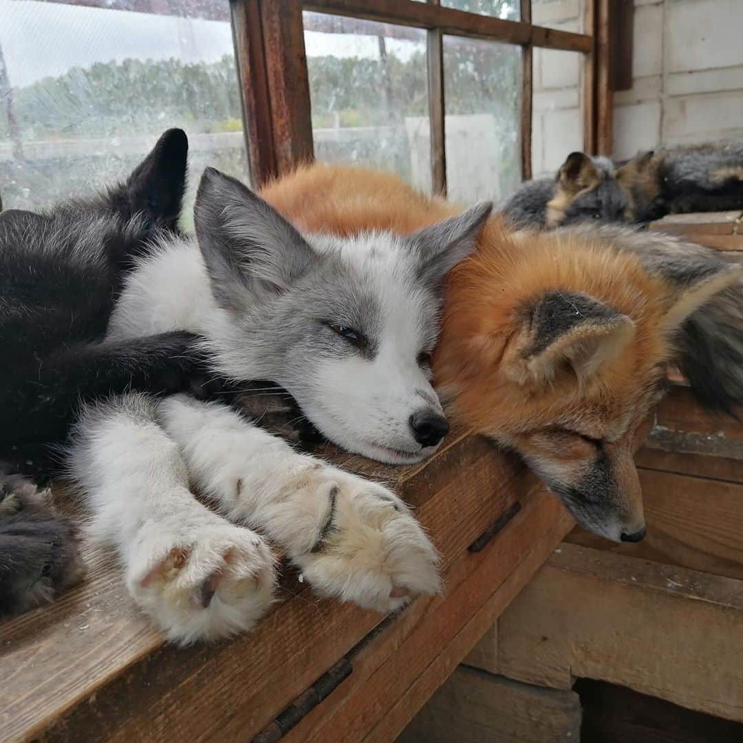 Rylaiさんのインスタグラム写真 - (RylaiInstagram)「Sunday Vibe: Brought to you by sleeping and cuddling Panda & Her Pals.  . Which one is your favorite?  . Could you leave any behind? I don’t see how we can!  . . We had an amazing weekend at the center!! We had the girls’ Princess photoshoot hosted by @life_with_mia_nina with photographer @marielafranquephotography where we raised over $1000 for the #PPP and we hosted our weekly Private Fox encounters (on a very very hot day)! We have added Sept 12th to our Private encounters and have a slot available.  I believe our next available after next weekend is late October!!  . We are going to be start offering a few different types of encounters, as we start to understand how we can safely move forward with COVID!  . And of course, Dave was busy working on roof trusses this weekend while our volunteers helped create magical experiences for our encounter guests!!  . Beautification help needed for our Photoshoot area!! If you are a landscaper, Gardner, decorator, we need some assistance with our Photoshoot area. Looking for some clearing and some planting of some pine trees for a beautiful winterscape. Want to help? Your designs will be featured in every Photoshoot we do at the center w/ credit given!!! Help us make a beautiful space for these babies to create magic!!  . . Photo credits: Anna Kukekova at the ICG. . . #landscapedesign #sundayvibe #decorator #platinumfox #yuri #redfox #silverfox #crossfox #georgianwhite #foxes #photoshoot #scenery #winter #fall #beauty #magic #volunteer #construction #landscapedesigner #landscapephotography #landscapearchitecture #support #sandiego #socal #plants #evergreen #conservation #donatenow」9月7日 0時11分 - jabcecc