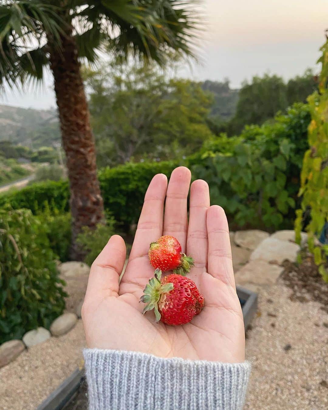 マリア・シャラポワのインスタグラム：「One for me, one for you ☀️🍓」