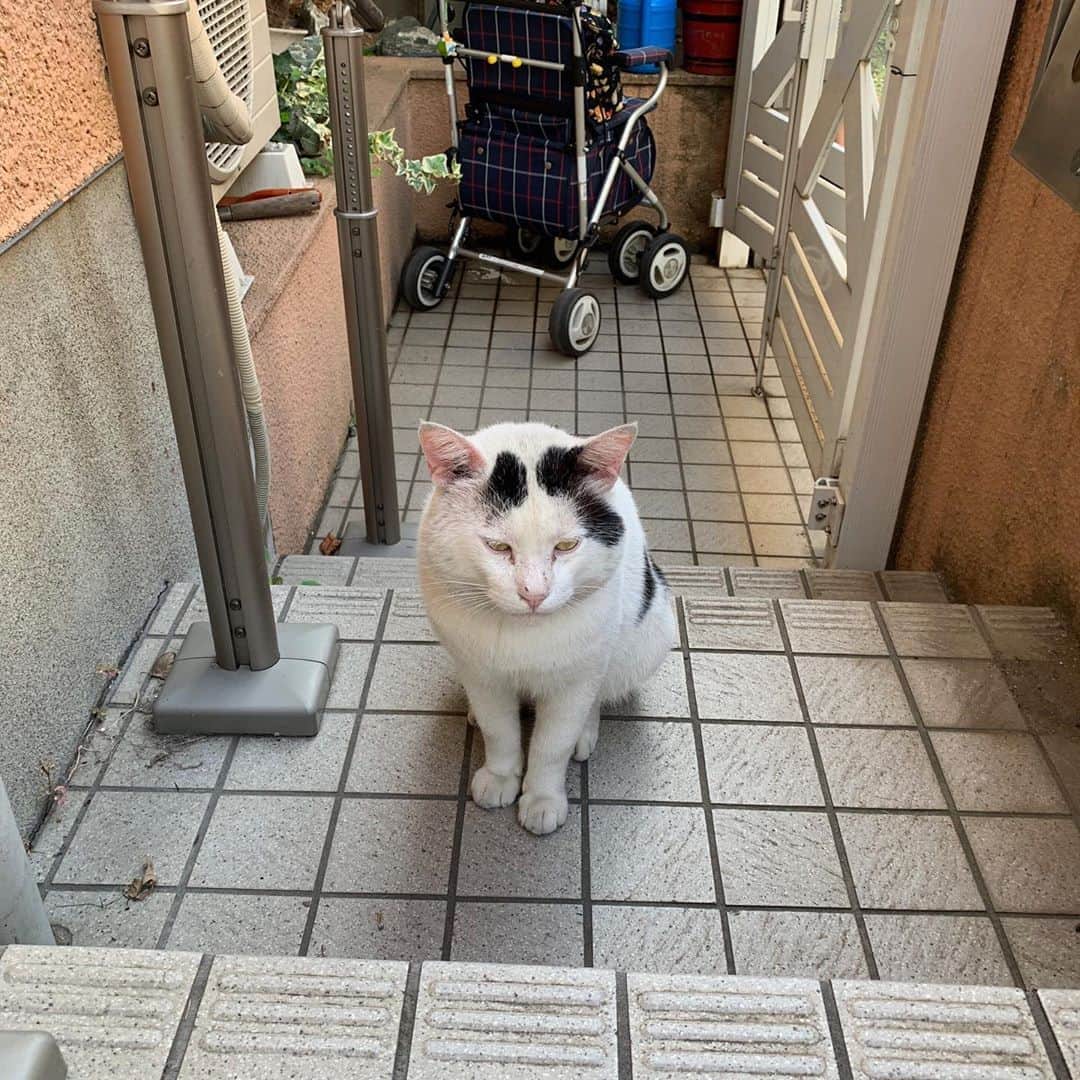 Kachimo Yoshimatsuさんのインスタグラム写真 - (Kachimo YoshimatsuInstagram)「一年前のナナクロ Nanakuro a year ago  Photo:2019.09.06 あごの周りのうす汚れていたけど 真っ白になったね。  #うちの猫ら #ナナクロ #nanakuro #猫 #ねこ #cat #ネコ #catstagram #ネコ部 http://kachimo.exblog.jp」9月7日 0時13分 - kachimo