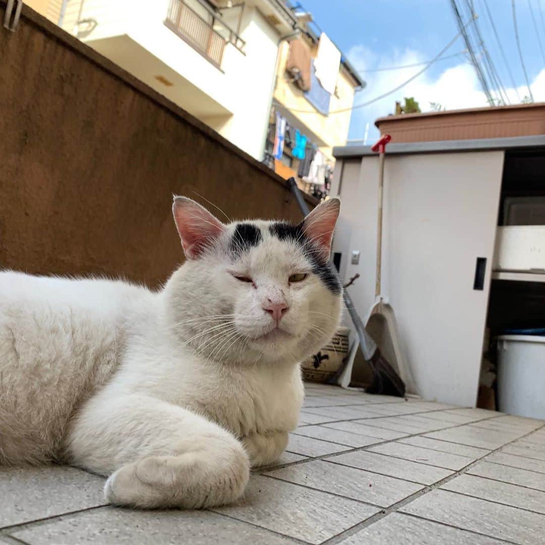 Kachimo Yoshimatsuさんのインスタグラム写真 - (Kachimo YoshimatsuInstagram)「一年前のナナクロ Nanakuro a year ago  Photo:2019.09.06 あごの周りのうす汚れていたけど 真っ白になったね。  #うちの猫ら #ナナクロ #nanakuro #猫 #ねこ #cat #ネコ #catstagram #ネコ部 http://kachimo.exblog.jp」9月7日 0時13分 - kachimo