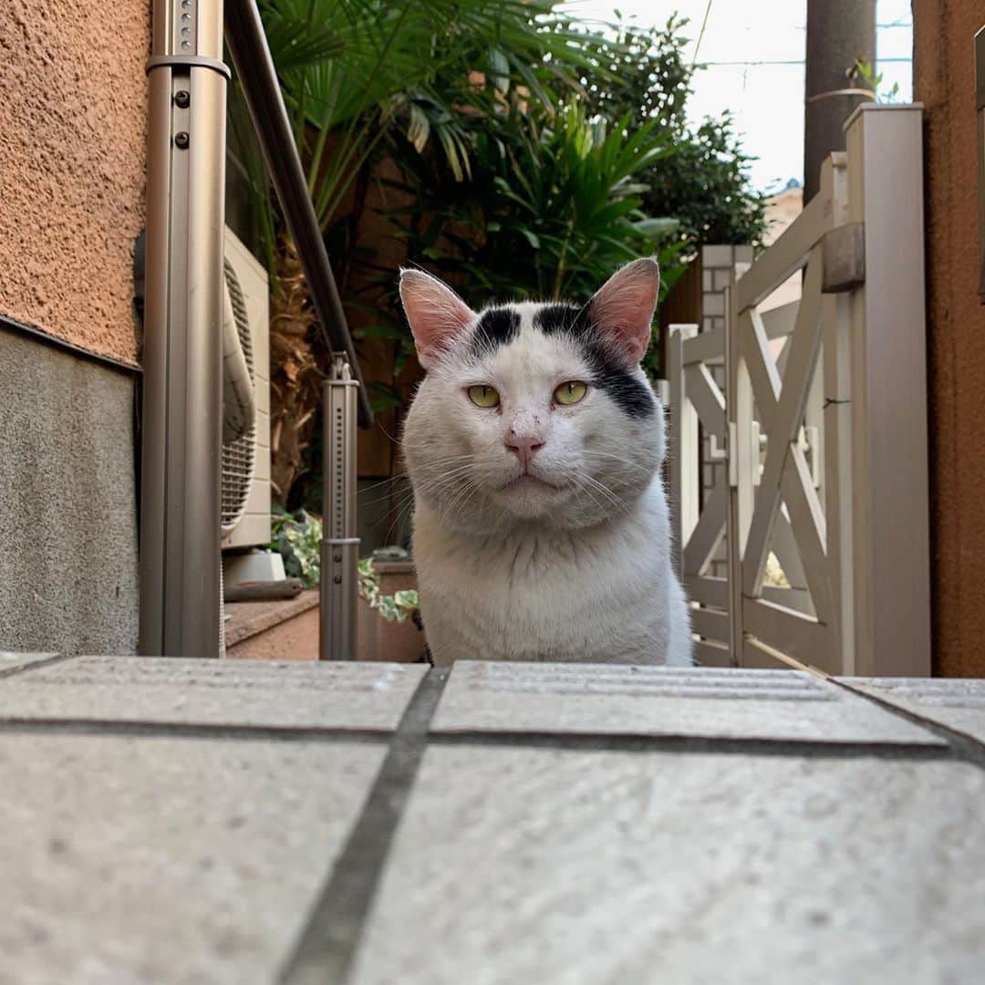 のインスタグラム：「一年前のナナクロ Nanakuro a year ago  Photo:2019.09.06 あごの周りのうす汚れていたけど 真っ白になったね。  #うちの猫ら #ナナクロ #nanakuro #猫 #ねこ #cat #ネコ #catstagram #ネコ部 http://kachimo.exblog.jp」