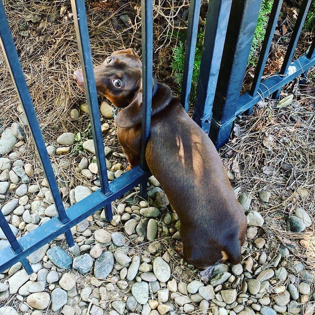 アレン・ジョーンズのインスタグラム：「Well, he’s stuck. Alex now knows he is to fat to get through the gate.」