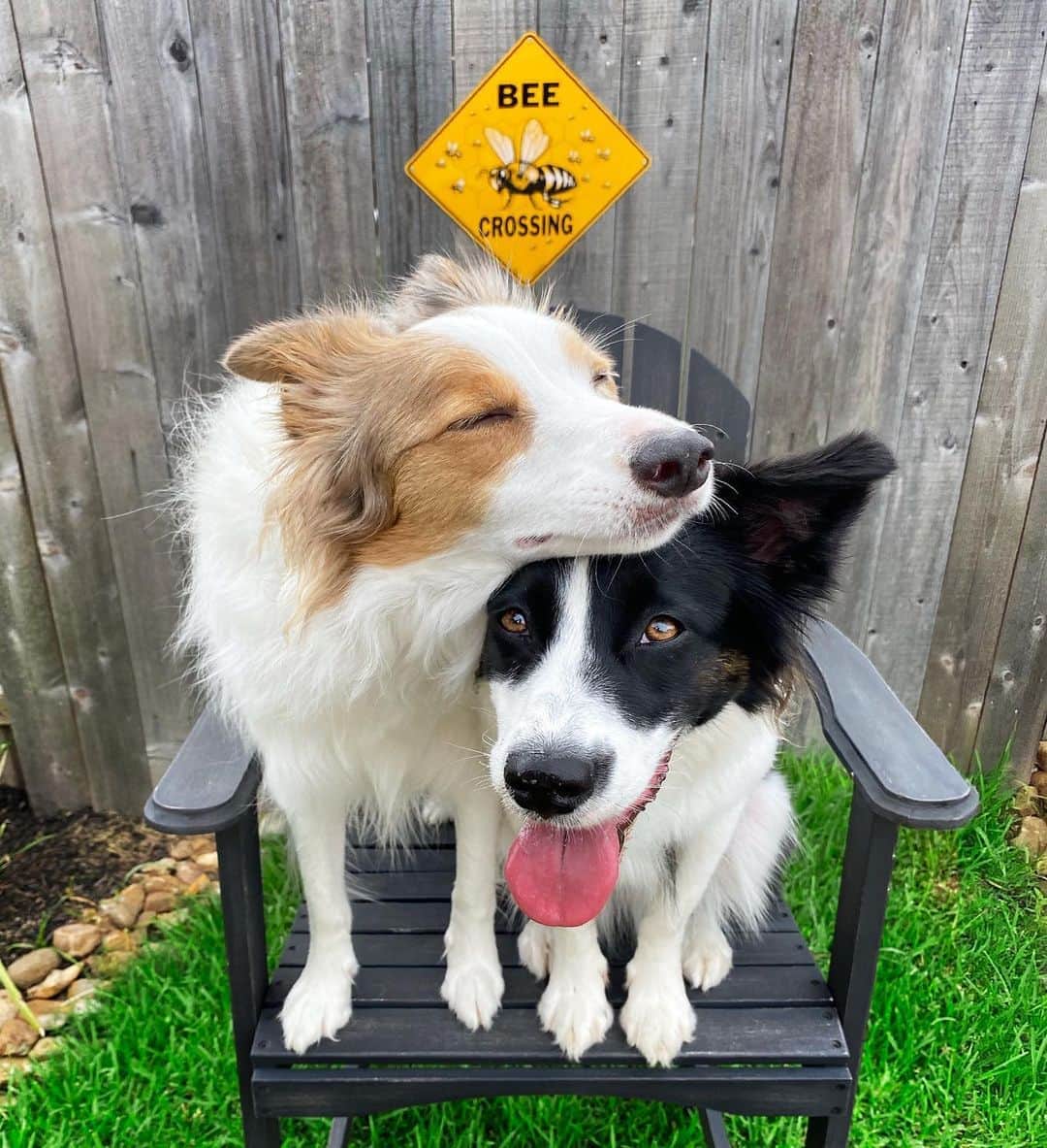 Jazzy Cooper Fostersさんのインスタグラム写真 - (Jazzy Cooper FostersInstagram)「I love my new sign. I love my Bees. 🐝🐝💞」9月7日 0時18分 - bordernerd