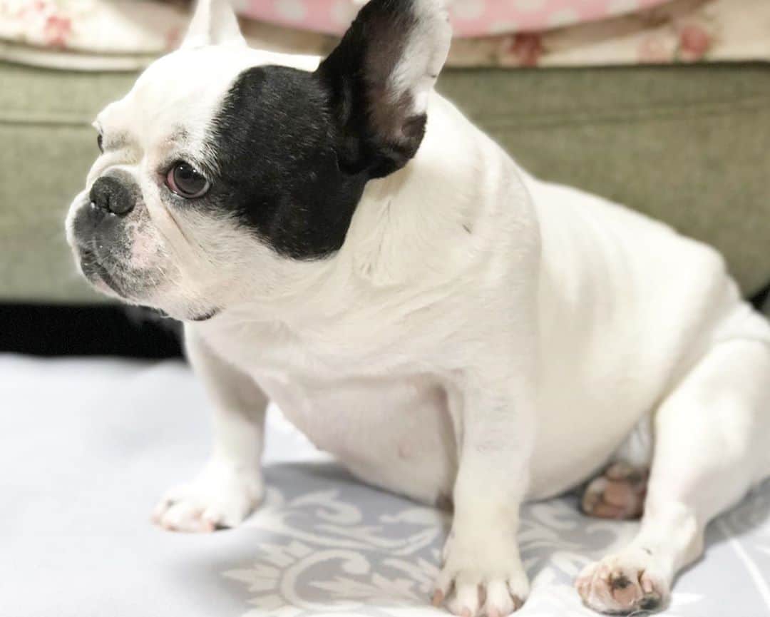 進藤やす子のインスタグラム：「✳︎ おなかだいぶ手前で接地😱 . 涼しくなったらいっぱい歩いて痩せるそうです🐖🐖🐖💨 . . #他人事ではない  #ふうこ日記 #ふうちゃん🐼 #ふがれす卒業生 #元保護犬 #保護犬出身 #フレンチブルドッグ #フレンチブルドッグパイド」