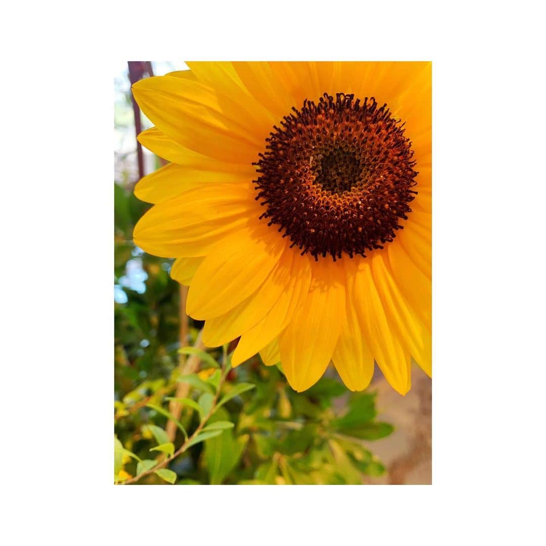 石田佳蓮のインスタグラム：「🌻🤗☀️」