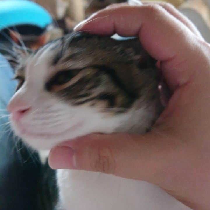 Miaouのインスタグラム