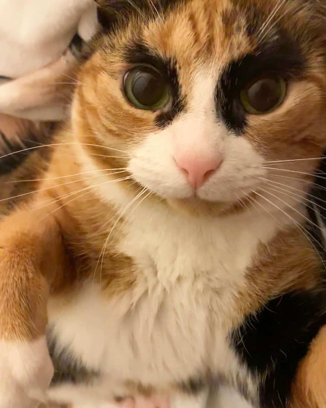 リリーのインスタグラム：「Sunday selfie 📸  . . . . . . . #lillycrazyeyes #mood #catsofinstagram #9gag #calico #instacat #meowstagram #meow #meowdel #instacalico #calico #caturday #sunday #weekend  #crazyeyes #sassy #selfie」
