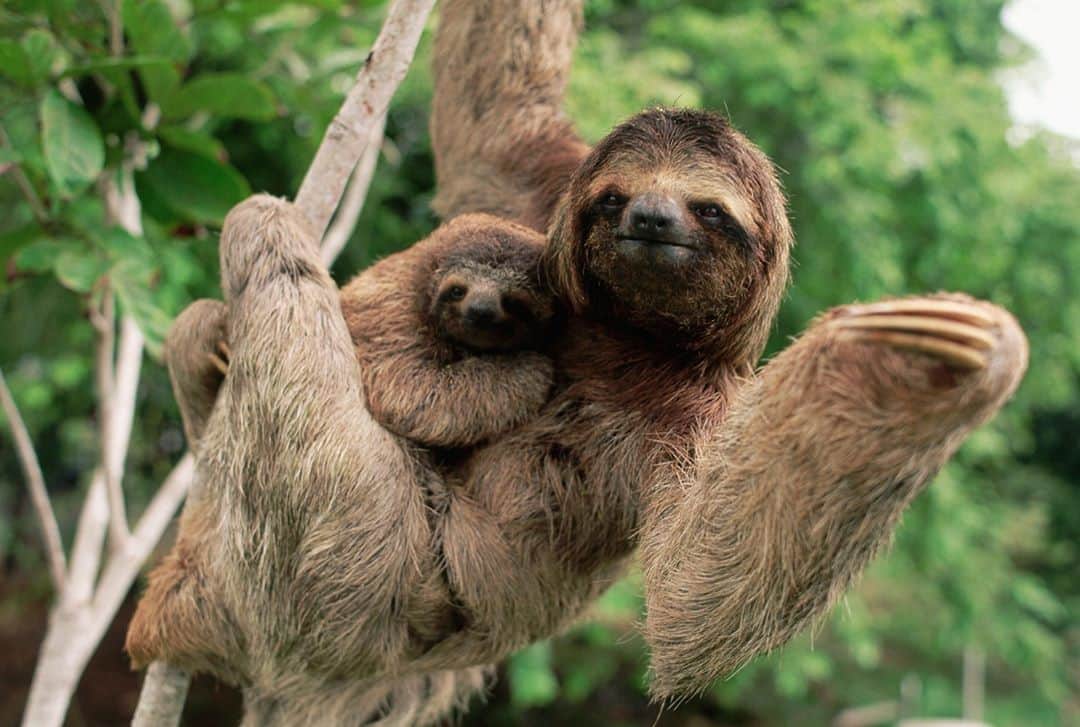 アニマルプラネットさんのインスタグラム写真 - (アニマルプラネットInstagram)「The best way to spend a long weekend is to hang out with friends and family. That’s their opinion, anyway! . . . . . . . . #sloth #sloths #slothsunday #lazysunday #holidayweekend #labordayweekend #laborday #lastweekendofsummer #Sunday #Sundays #animalplanet #photooftheday #pictureoftheday」9月7日 2時27分 - animalplanet
