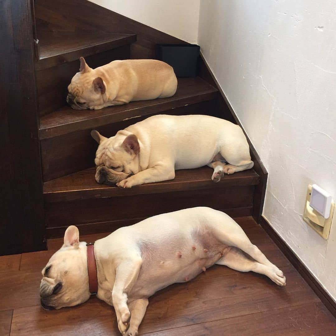 French Bulldogさんのインスタグラム写真 - (French BulldogInstagram)「Another Sunday afternoon 🐽🐽🐽💤😴 @satokayoko0103 . . . . . #フレンチブルドッグ #フレンチブルドッグパイド #フレンチブルドッグブリンドル #多頭飼い #犬服 #犬服ハンドメイド #どんぐり帽子 #ベアーボア帽 #frenchbulldog #french_bulldogs #frenchie #frenchies #frenchieworld #frenchbulldoglife #frenchbulldoglove #frenchiesofinstagram #frenchie_photos #frenchielove #frenchielovers #frenchiemagazine #ブヒブヒ倶楽部公式」9月7日 2時36分 - frenchie.world