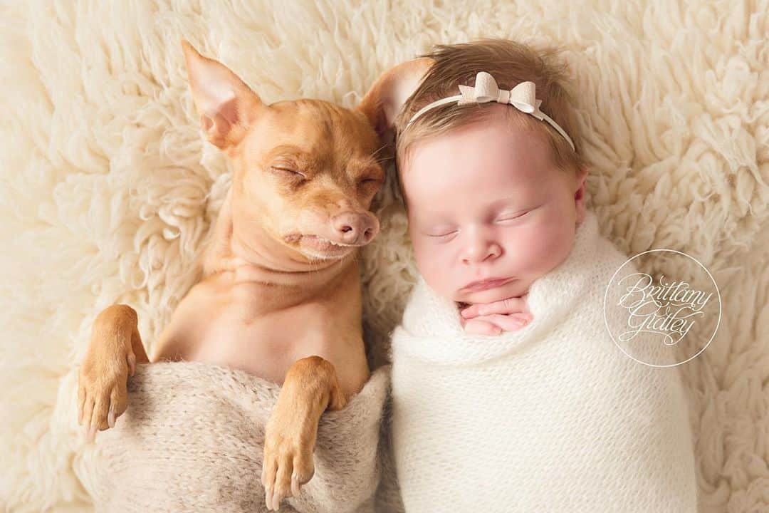 Tuna {breed:chiweenie} さんのインスタグラム写真 - (Tuna {breed:chiweenie} Instagram)「Two years ago today, my babies had their first photo shoot together and nailed it!!! And so did @brittanygidley and her brilliant team! I mean, newborn and dogs, amirite? It doesn’t get any better than that, does it? Tag someone who will think this is so adorable.」9月7日 2時45分 - tunameltsmyheart