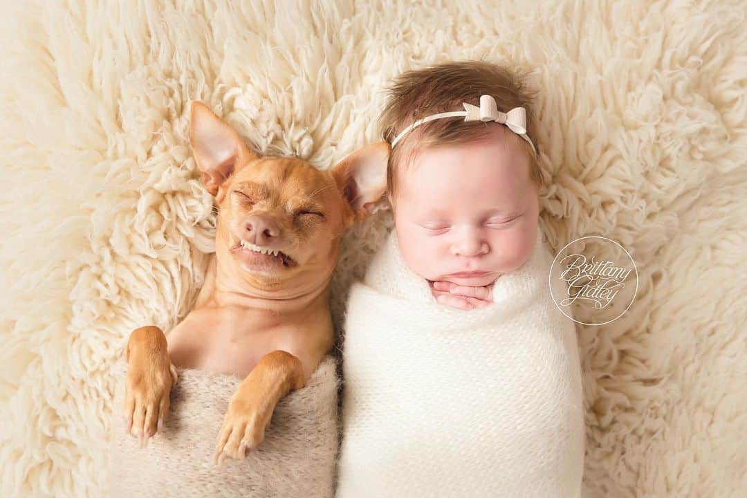 Tuna {breed:chiweenie} さんのインスタグラム写真 - (Tuna {breed:chiweenie} Instagram)「Two years ago today, my babies had their first photo shoot together and nailed it!!! And so did @brittanygidley and her brilliant team! I mean, newborn and dogs, amirite? It doesn’t get any better than that, does it? Tag someone who will think this is so adorable.」9月7日 2時45分 - tunameltsmyheart