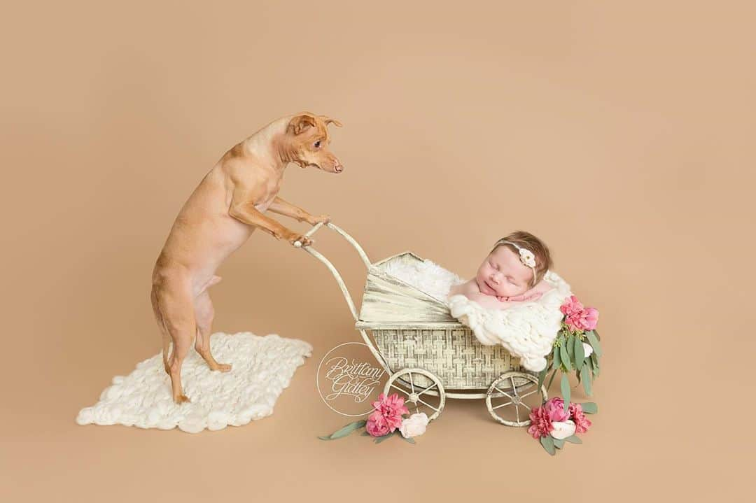 Tuna {breed:chiweenie} さんのインスタグラム写真 - (Tuna {breed:chiweenie} Instagram)「Two years ago today, my babies had their first photo shoot together and nailed it!!! And so did @brittanygidley and her brilliant team! I mean, newborn and dogs, amirite? It doesn’t get any better than that, does it? Tag someone who will think this is so adorable.」9月7日 2時45分 - tunameltsmyheart