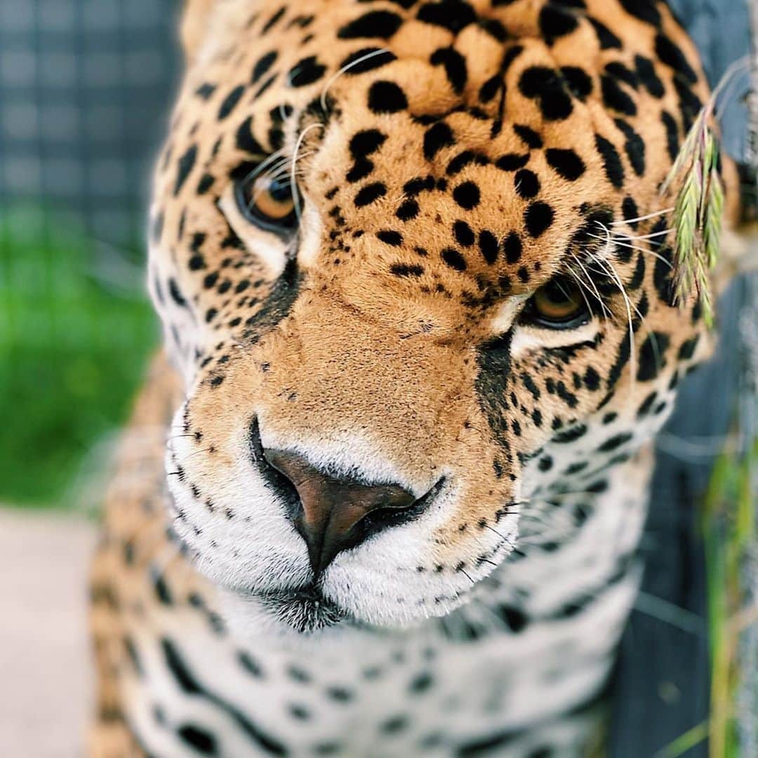 Black Jaguar-White Tiger さんのインスタグラム写真 - (Black Jaguar-White Tiger Instagram)「Mercury’s small head :) #BabyMercuryBJWT #SaveJaguars」9月7日 2時56分 - blackjaguarwhitetiger