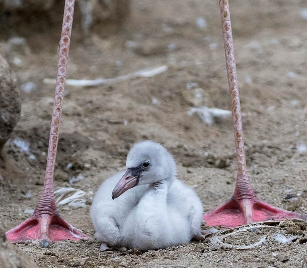 のインスタグラム：「This chick has big (webbed) shoes to fill. 🦩 At hatching, a flamingo chick has gray down feathers and is the size of a tennis ball. Babies also have a straight, pink bill and swollen pink legs, both of which turn black within a week. #FlockStar #Flamingos #SanDiegoZoo」