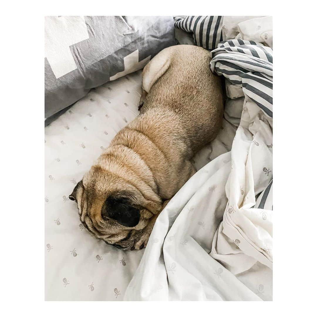 Melissa Santiagoさんのインスタグラム写真 - (Melissa SantiagoInstagram)「The pug in its natural habitat. #DailyPug #LeicaHarrietPancakes」9月7日 4時35分 - shortformelissa