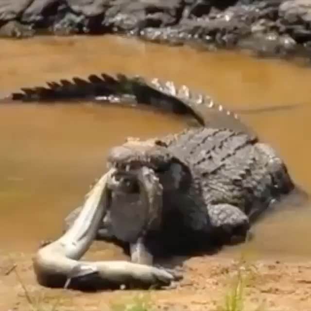 WildLifeのインスタグラム：「@discovercrocodiles 🐊 Crocs are prehistorically terrifying! What animal are you most scared of? 🐊🕷🐍 Video by @LatestKruger」
