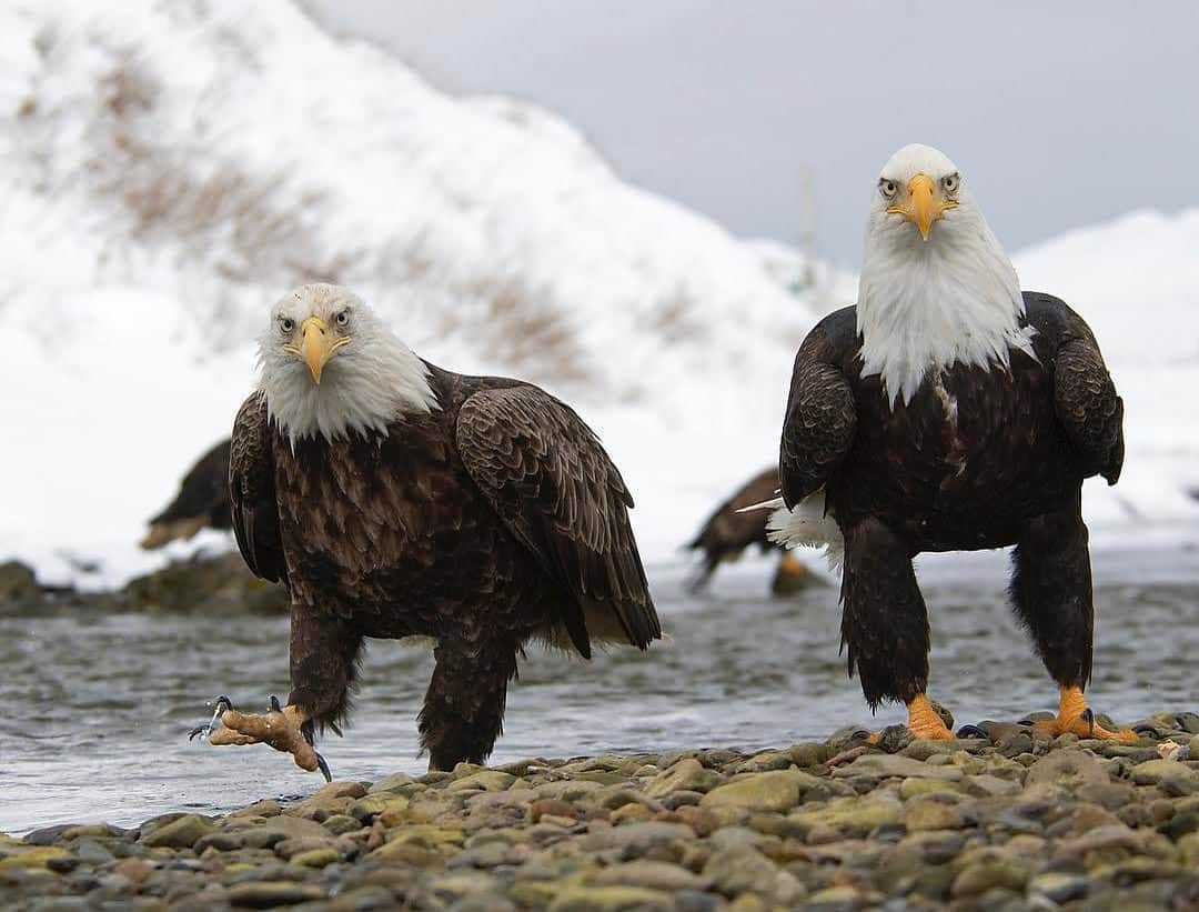 thephotosocietyさんのインスタグラム写真 - (thephotosocietyInstagram)「Photo by @klausnigge // Curious bald eagles. Aleutian islands, Alaska. The Aleutian Islands hold one of the densest populations of bald eagles. The surrounding seas are rich in fish and provide good and reliable food for the eagles, both for breeding birds in summer and wintering eagles. In Dutch Harbor, one of the largest fishing ports in the US, some eagles have got used to people and are taking advantage of scraps from fishing boats and fish processing plants. But also in the wilderness outside of Dutch you can meet some of these harbour eagles that are less shy  than their wild colleagues and that might let you get close.  @thephotosociety @natgeo #baldeagle #eagle #dutchharbor #aleutianislands」9月7日 4時45分 - thephotosociety