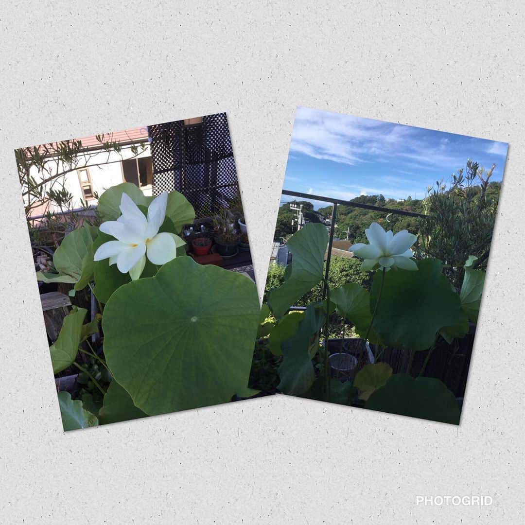 ヒロミチナカノさんのインスタグラム写真 - (ヒロミチナカノInstagram)「蓮の花..蕾の時..開き始め..は..勿論綺麗なのですが私は散る間際..も好きです。#flowers  #flowerinstagram  #lotus」9月7日 5時23分 - hiromichinakano_official