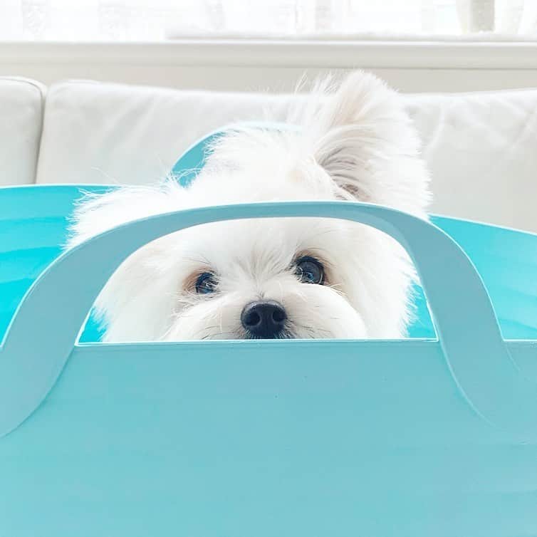 チャン・リーメイのインスタグラム：「✨Good morning✨ ✴︎ ✴︎ ✴︎ 素敵な月曜日を〜♫ ✴︎ ✴︎ ✴︎ #dogslover  #pomeranianmix #おはよう犬 #ひょっこりはん #ポメラニアンミックス #元保護犬 #わんすたぐらむ #doginthebag」