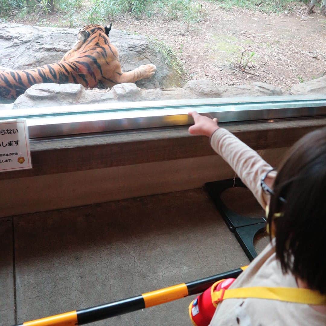 奥山佳恵さんのインスタグラム写真 - (奥山佳恵Instagram)「・ 動物園へ行きました！  美良生にとってはじめての。 美良生のバースデーウィークなので！ (いつまでも祝い続けている家族)  そーいえば美良生は 動物の名前が言えるのに 動物園に行ったことがない、 リアルな動物を見たことがない、  ってことに 親より気がついてくれた 空良にーちゃんありがとう。  くわしくは更新したブログに！  @okuyama_yoshie ←ここを経由して 新しくなったプロフィールから ブログにとべます♪  #奥山佳恵#奥山佳恵のてきとう絵日記  #はじめての動物園 #はじめてのゾウ #はじめてのトラ #はじめての #以下略  バースデーウィークは まだまだ続く。もはや  ウィークでもない。 ・」10月6日 10時42分 - okuyama_yoshie