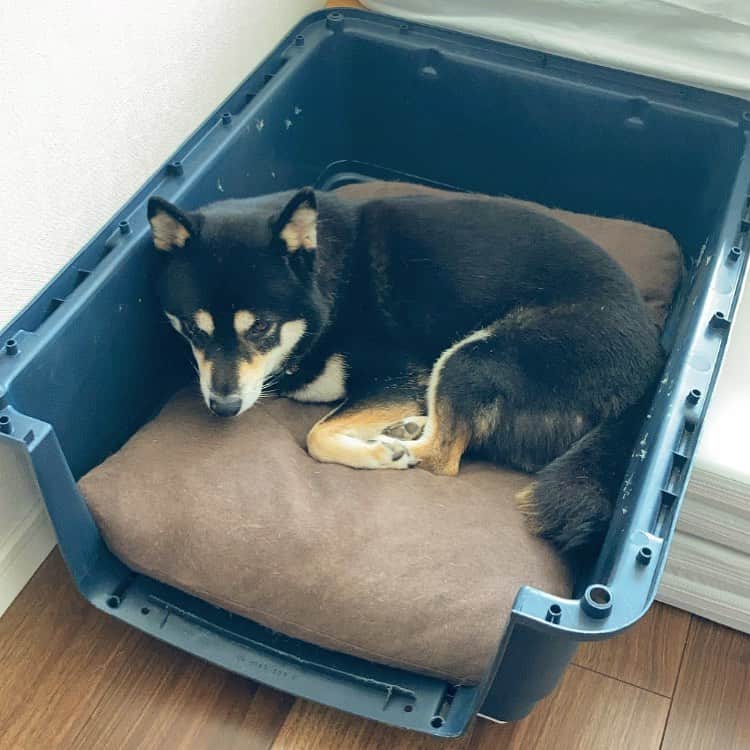 vo_coのインスタグラム：「🐾 あたしお散歩行きたくないから、クレートの屋根はずされても出て行かないんだわん * #shibastagram #instashiba #shiba #shibainu #黒柴 #柴犬」
