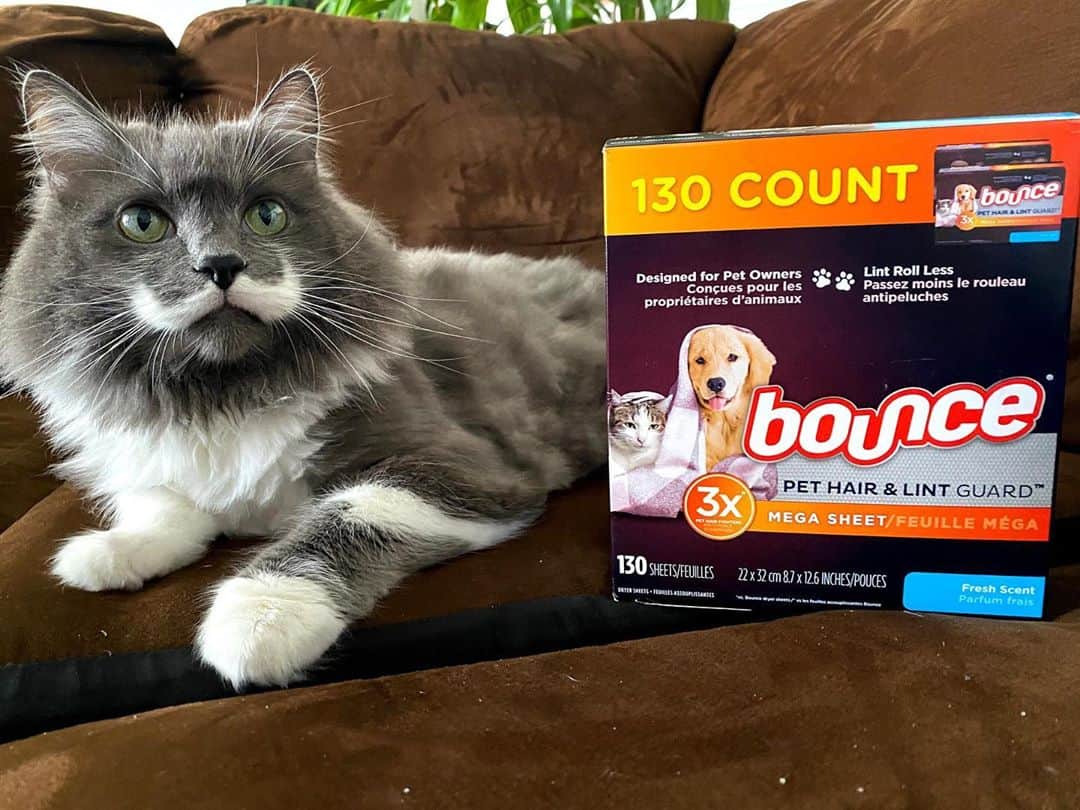 のインスタグラム：「Earlier this month was Hammy's 8 year adoptaversary! It's crazy to think that he came into my life as this scared, little feral kitten who lived in my bathroom and hissed at anyone when they got close and now he's my best friend who is attached to my hip. I never would've believed how far he would come (and how many of you would love him just as much as me)!   Pet shed can be part of the consideration set when pets are getting adopted.  #ad Pet shed should not be a worry and now it doesn’t have to be. That’s why #BouncePet is partnering with @animalleague to help make sure new pet-owners have one less thing to worry about! Their new Bounce Pet Hair & Lint Guard Mega Dryer Sheets actually repel pet hair from clothing allowing you to love your pets without wearing them. Head to our stories to check out Bounce Pet and NSALA's shelter partner adoption events and guide to bringing home your new (hopefully super) furry friend.」