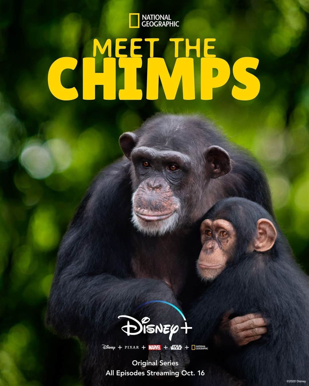 Disneyさんのインスタグラム写真 - (DisneyInstagram)「The banana doesn’t fall far from the tree. Get ready to #MeetTheChimps in an Original Series from @NatGeo, streaming October 16 on #DisneyPlus.」10月6日 1時43分 - disney