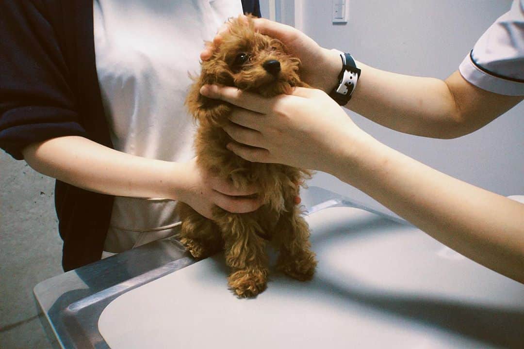 のインスタグラム：「狂犬病のワクチン接種の日🧸💉﻿ ﻿ なんとか無事終わって←、体調も崩さず、元気で過ごしてるから一安心🥺💕﻿ ﻿ いつもは全然鳴かないプーちゃんが﻿ 信じられないくらい﻿ この世の終わりくらい﻿ 痛がって鳴いて泣いて﻿ ほんとにビックリしたし﻿ かわいそうだったけど😭😫﻿ ﻿ 本当によくがんばった👏🏼😭💕﻿ えらかった👏🏼😂💕﻿ ﻿ 体重も来た時は750グラムだったのが﻿ 1.4キロまで増えて﻿ ちょっとずつ大きくなってて﻿ もう全てが愛おしくて大好きすぎる😍❤️😭﻿ 心から出会ってくれてありがとうのきもち🙏🏼😌💕﻿ 大好き💋💋💋﻿ ﻿ (本日はプーちゃん語ではなく、記録として書き留めておきたかった✍🏼🤣)﻿ ﻿ #プーちゃんの愛おしい日常﻿ #puppy #tinypoodle #poodle #poodlelove #poodlegram #poodlelife #dog #dogstagram #doglover #doglovers #doglife」