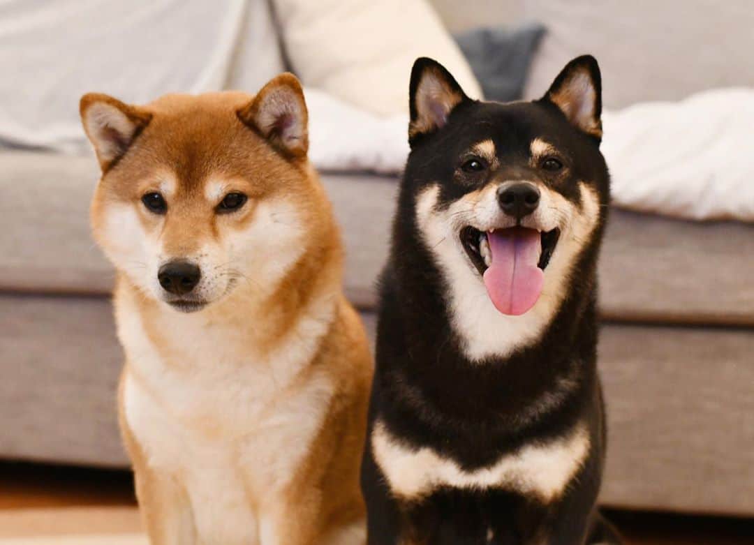 ?Fricko the Shiba Inu?のインスタグラム：「Another forced group photo for online exposure 😫😫 I prefer to be alone in every photo😫  🐾 🐾 #FrickoandKeaton #🐶 #☀️ #shiba #shibainu #dog #柴犬 #赤柴 #黒柴  #adorable #shibalove #shibaholics  #dogoftheday  #weeklyfluff #aww #dogstagram  #dogscorner #puppiesofinstagram #shibapuppy #shibastagram」