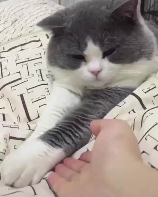 Aww Clubのインスタグラム