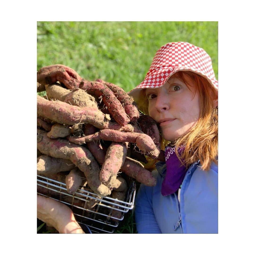 アリシア・ウィットさんのインスタグラム写真 - (アリシア・ウィットInstagram)「it’s that time of year again. and once again - my goodness gracious do i have a whole heck of a lot of sweet potatoes. as you can see from the photo of my garden, this is only 1/4 of the haul. they can stay in a few more weeks, at least, from what i’ve read - they may continue to grow a lot right now so i will leave the rest til after first frost. but that’s good - because it means i have time to get this first batch right. and like any good self respecting amateur farmer - i’m not too proud to ask for HELP 🆘 🍠 you see, sweet potatoes need to be *cured*  after harvesting in order to both reach maximum sweetness, and, to be properly sealed so that you can store them in a cool dry place and cook them as needed. i’m trying to cure these beauties. as you can see, they’re currently enjoying the warmth and humidity of a shower stall, with a portable heater and a bucket of water (i read this in an article). i’ve tried different methods each year and unfortunately, they’ve not worked for me - we end up with sweet potatoes that are softening and rotting in places, and i have to hustle and cook em all up, storing in the freezer (which means i don’t have the room i’d like for much else - including my frozen home grown pesto, and frozen kale and other greens harvested from the garden and stored for the winter). i just ordered a pressure canner finally, since sweet potatoes need that to be safely canned, but it’s out of stock for weeks and i don’t think it’ll arrive til end of october. so! calling all you sweet potato farmers out there. what do i do? advice and tips greatly appreciated! #southerngarden #nashvillefarm #sweetpotatovine」10月6日 2時02分 - aliciawitty