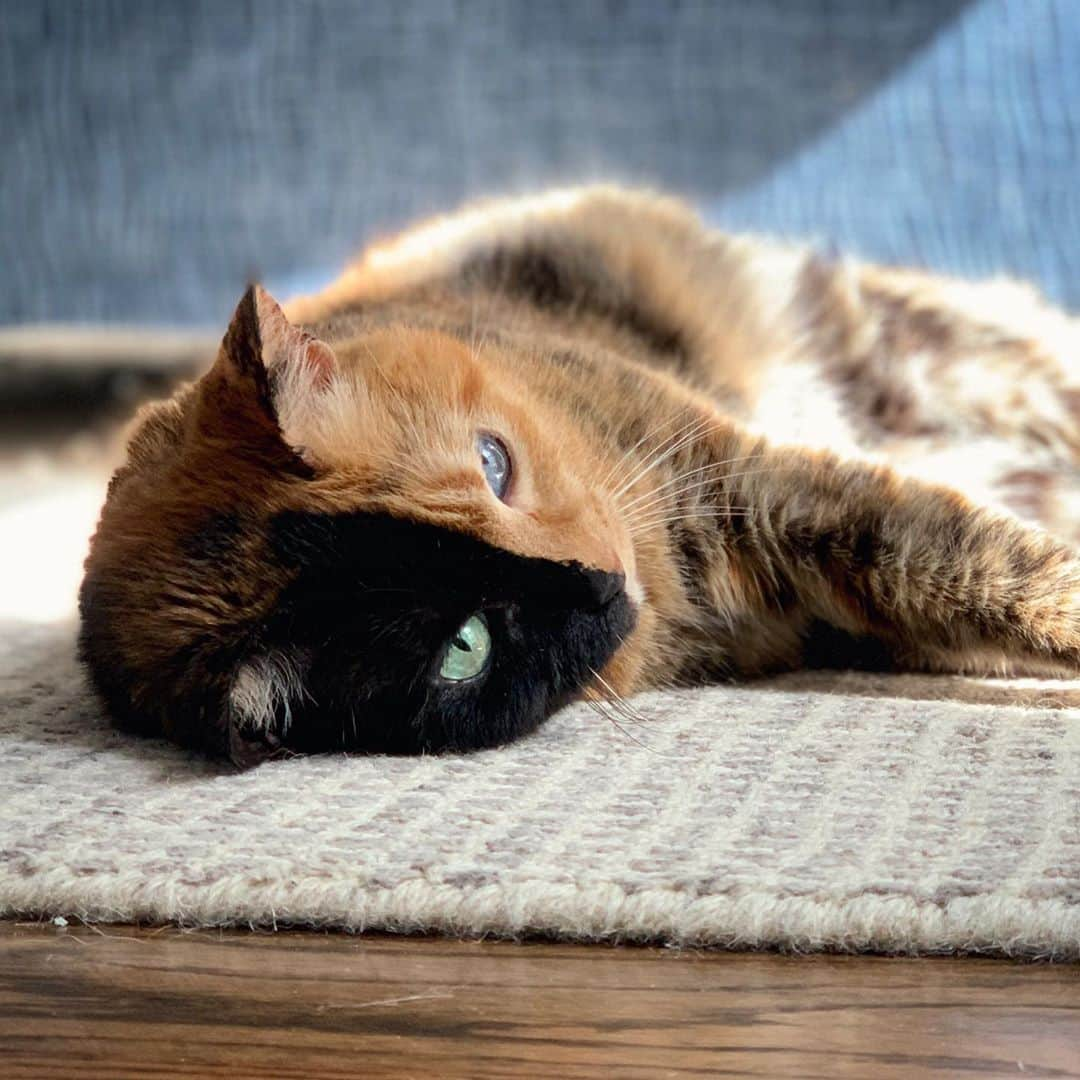 Venus Cat のインスタグラム：「I approve of this new area rug! 😺」