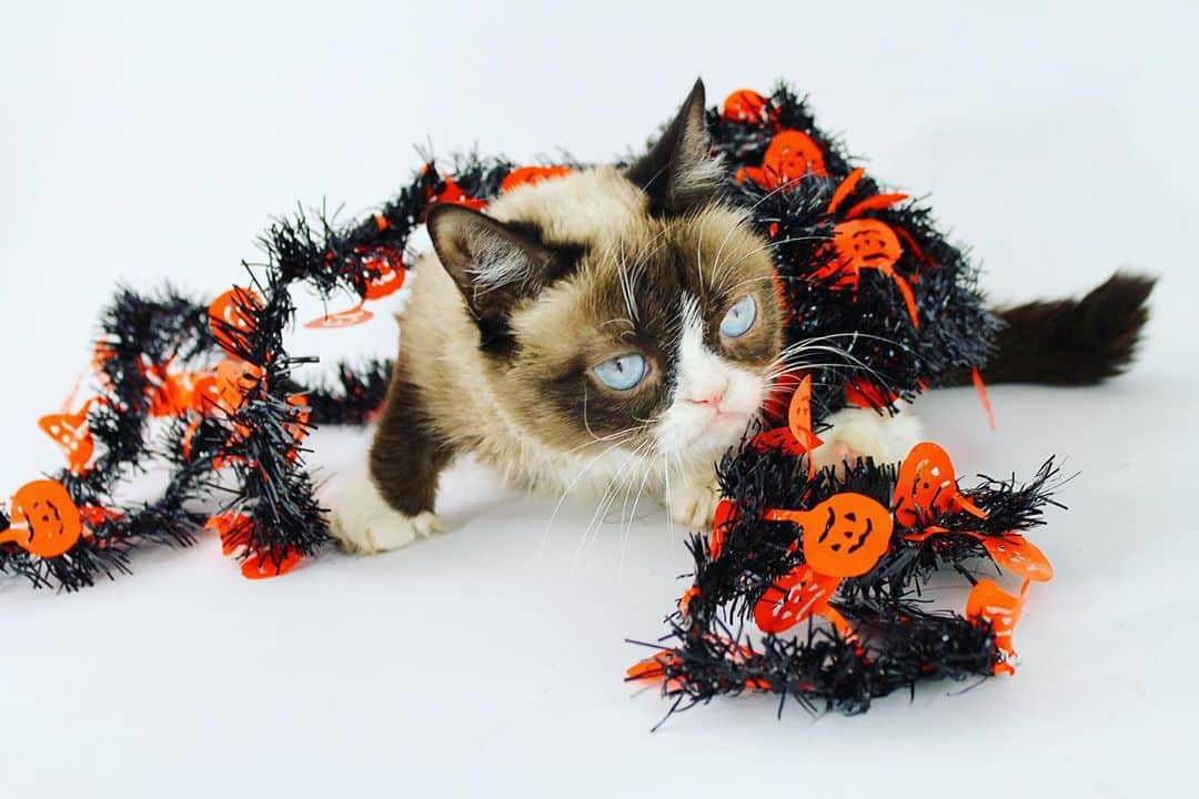 Grumpy Catさんのインスタグラム写真 - (Grumpy CatInstagram)10月6日 2時41分 - realgrumpycat