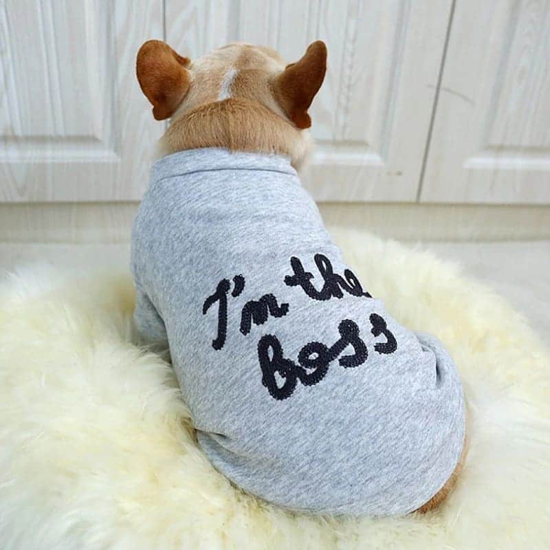 French Bulldogさんのインスタグラム写真 - (French BulldogInstagram)「I'm The Boss 😎 Sweatshirt by @frenchie.world 🤘💲 👉👉 I'm The Boss Sweatshirt shows everyone who's in charge with its embroidery messaging 😎😎😎 . . . . . #frenchbulldog #frenchie #frenchiesofinstagram #frenchies #frenchielove #frenchbulldogs #frenchieoftheday #frenchbully #frenchiesociety #instafrenchie #frenchbulldogsofinstagram #frenchielife #frenchieworld #frenchbulldogpuppy #frenchiesofig #woofwoof #frenchielovers #dailyfrenchie #frenchiegram #ilovemyfrenchie #bulldoglove #bulldog #bulldogsofinstagram #pupiesofinstagram #puppy」10月6日 3時01分 - frenchie.world