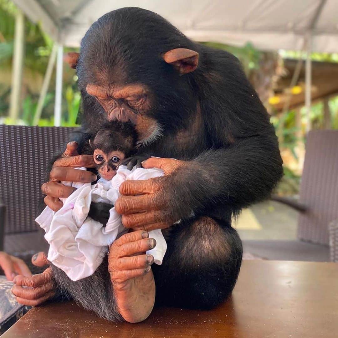 animalsさんのインスタグラム写真 - (animalsInstagram)「Limbani & baby Damian. 🐒 Photo by @zwfmiami Share this with a friend ❤️」10月6日 3時09分 - babyanmlpics
