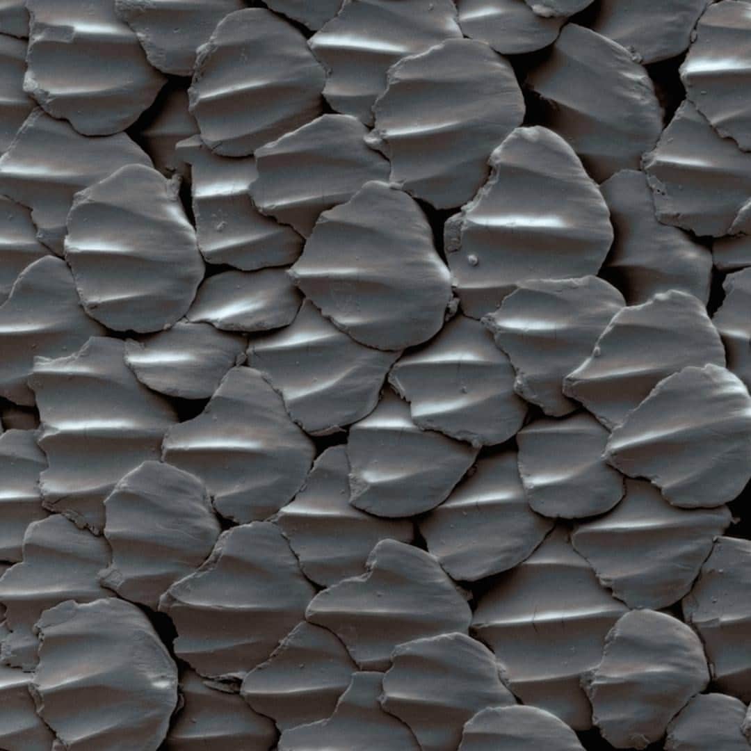 TED Talksのインスタグラム：「Ever wondered what the world would look like if you got really, really, really, really close? 🔎  Using an electron microscope, filmmaker Louie Schwartzberg magnifies the tiniest wonders of nature — like this scaly 🦈  skin —  1 million times so our eyes can catch every single detail. Scientists and others are using this technology to understand the incredible strength of spider’s silk and check out what organisms live in our eyelashes 🤢 . To see more of Louie’s incredible microphotography, head to the link in our bio.⁠ [Image: @louieschwartzberg]」