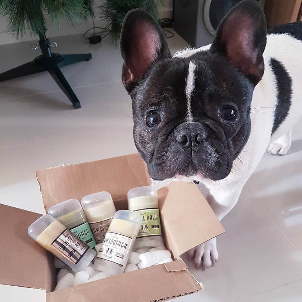 Regeneratti&Oliveira Kennelさんのインスタグラム写真 - (Regeneratti&Oliveira KennelInstagram)「"These balms are the bomb" - Everyone. Get your paws on some of these amazing healing balms ⭐ Save 20% off with code JMARCOZ at NaturalDog.com  Global Shipping  Ad 📸 : @cocolefrench . . . . . . #puppy #puppylove #puppygram #puppyoftheday #puppylife #frenchbulldog #puppypalace #puppys #puppyface #puppies #puppiesofinstagram #frenchie #frenchiesofinstagram #frenchies #frenchielove #frenchieoftheday #frenchiegram #frenchielife #frenchiepuppy #frenchiesociety #frenchiesofig #frenchiestagram #frenchiebulldog #frenchielovers  #frenchbulldogofinstagram  #bullylove」10月6日 3時46分 - jmarcoz