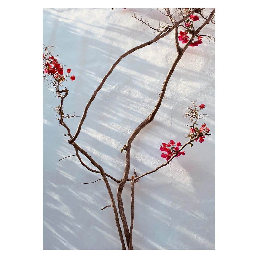 のインスタグラム：「Just Like That 💗#whenplantsfindthereplace #simplebeauty #itsimportanttodream  #islandlife #greeceyouthebest 🇬🇷」