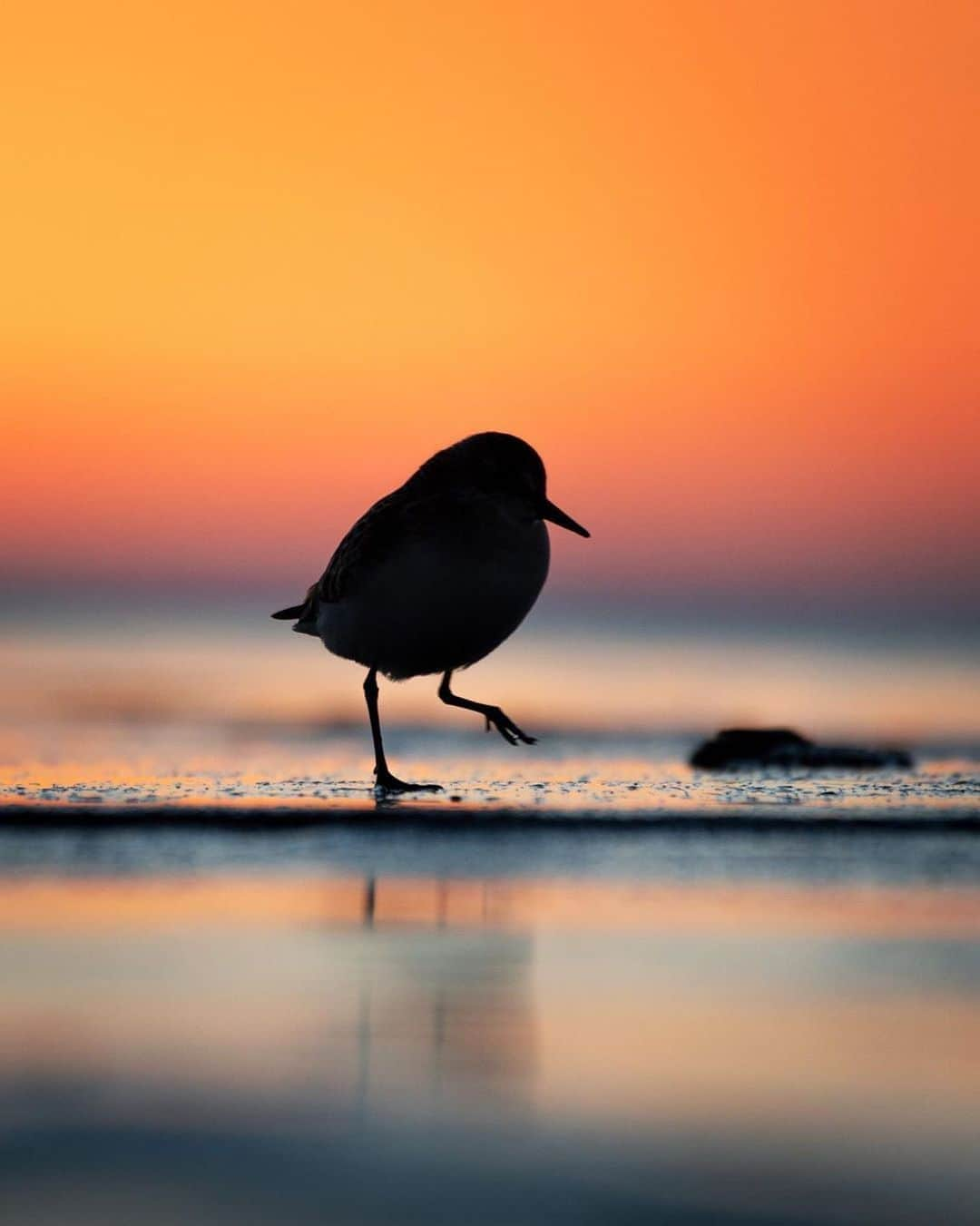 NikonUSAさんのインスタグラム写真 - (NikonUSAInstagram)「“Stepping into this week like...”  📸: @the_peck_deck, #D500 and AF-S #NIKKOR 200-500mm f/5.6E ED VR  What’s the beginning of your week looking like? Show us with #NikonNoFilter.  #Nikon #sunset #birding #sandpiper #sunsetphotography #beach #beachphotography」10月6日 4時08分 - nikonusa