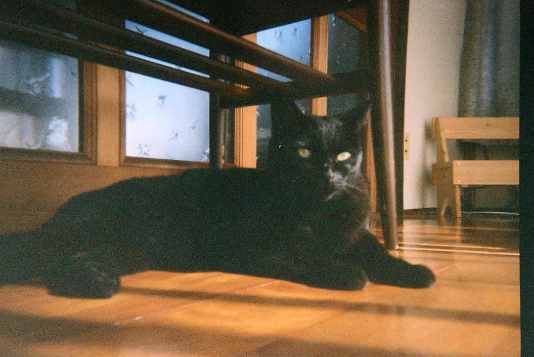 竹原聖一郎のインスタグラム：「真っ黒くろすけな愛しのりーちゃん。  #filmphotography #film #filmcamera #フィルム #ファインダー越しの私の世界 #photo #cat #猫」