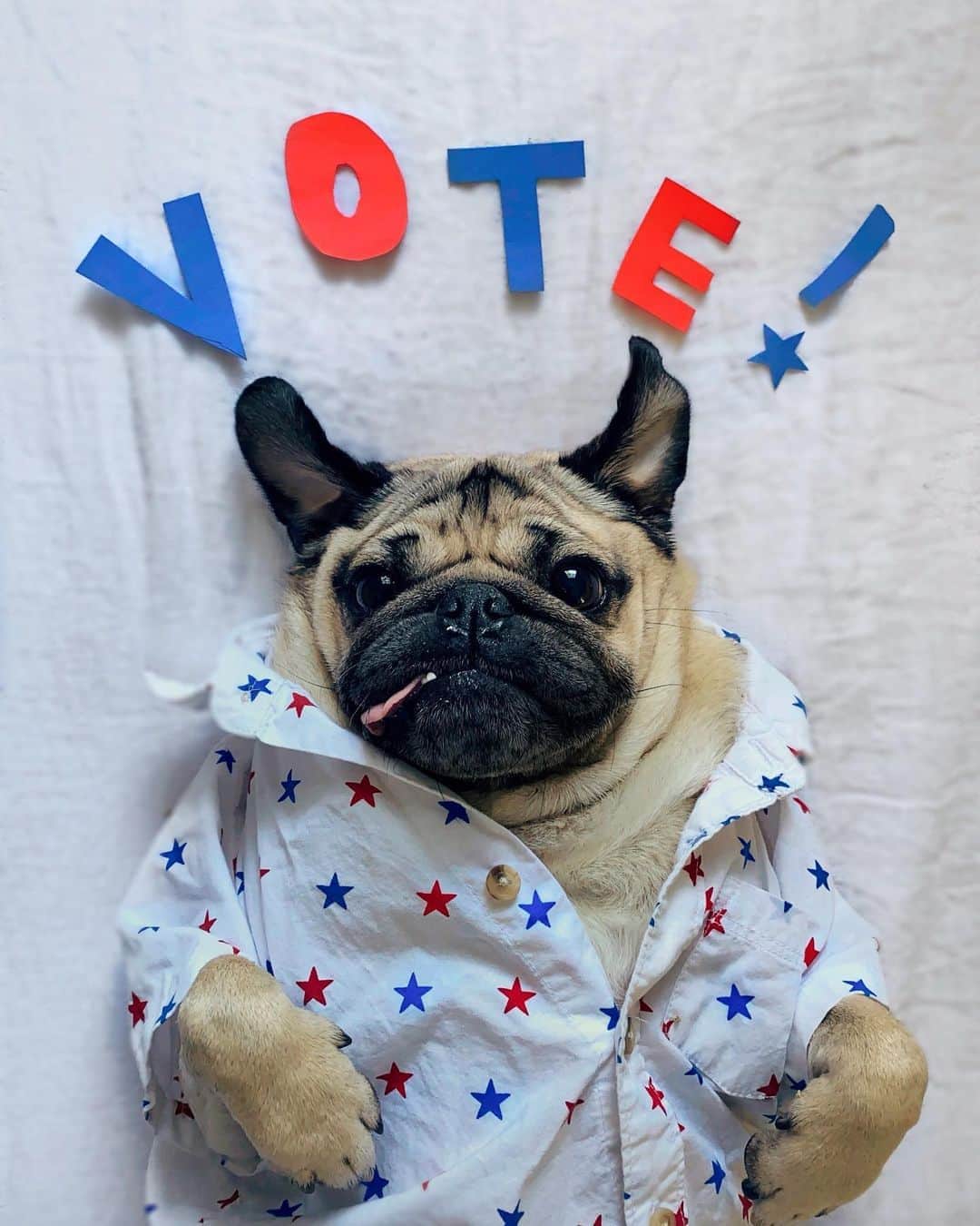 itsdougthepugさんのインスタグラム写真 - (itsdougthepugInstagram)「“Dogs for democracy” -Doug • Just a friendly reminder to check ur voter registration - today is the last day to register in many states! Get all the info u need at @whenweallvote and spread the word 🤍」10月6日 5時05分 - itsdougthepug
