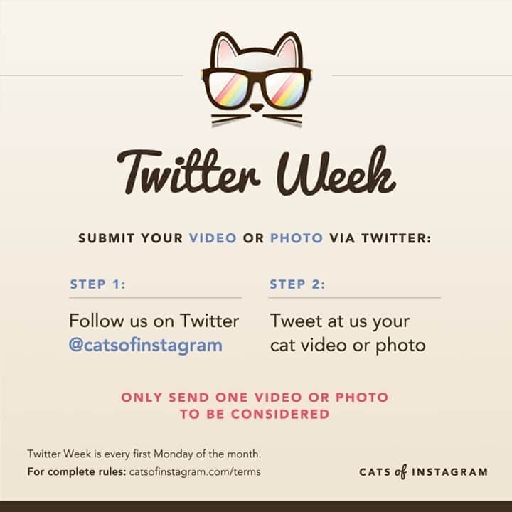 Cats of Instagramさんのインスタグラム写真 - (Cats of InstagramInstagram)「Welcome to the October edition of #twitterweek! Either a photo OR video submission is welcomed! Only one submission per person allowed. Good luck y’all! 🐱🎃👻」10月6日 5時30分 - cats_of_instagram